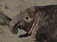 Elephant Seals (Calfornia)